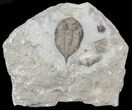 Dalmanites Trilobite With Other Fossils - New York #68092-1